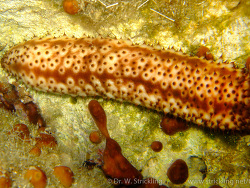 Variable Seegurke (Holothuria forskali) Variable Seegurke (Holothuria forskali)
