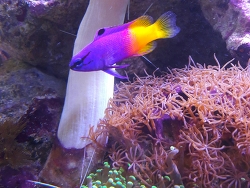 Gramma Loreto Gramma Loreto