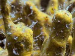 Hydrozoon (Clytia hemisphaerica) Hydrozoon (Clytia hemisphaerica)