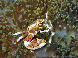 Neopetrolisthes maculata - Anemonenkrebs, November 2006 - Indonesia - North-Sulawesi - P. Lembeh - Canon DIGITAL IXUS 700 Neopetrolisthes maculata - Anemonenkrebs, November 2006 - Indonesia - North-Sulawesi - P. Lembeh - Canon DIGITAL IXUS 700
