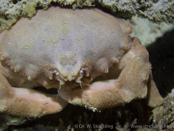 Schwammkrabbe (Dromia dormia) Schwammkrabbe (Dromia dormia)