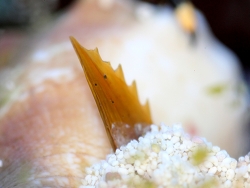 Conomurex luhuanus , sichelartiges Operculum , (c) Muelly Conomurex luhuanus , sichelartiges Operculum , (c) Muelly