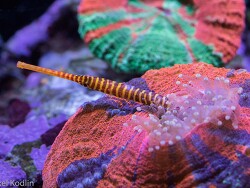 Scolymia frisst Seenadel Scolymia frisst Seenadel