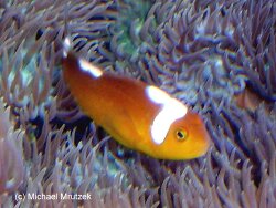 Amphiprion thiellei Amphiprion thiellei
