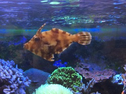 Tangfeilen-Fisch Tangfeilen-Fisch