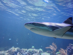 Carcharhinus melanopterus Hellerbrunn Carcharhinus melanopterus Hellerbrunn