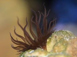 Aiptasia pulchella -  Glasrose (c) Muelly Aiptasia pulchella -  Glasrose (c) Muelly