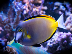 Acanthurus japonicus Acanthurus japonicus