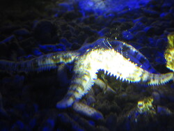 Archaster angulatus laicht Archaster angulatus laicht