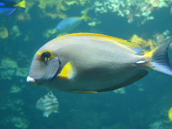 Weissdorn Doktorfisch - Acanthurus dussumieri Weissdorn Doktorfisch - Acanthurus dussumieri