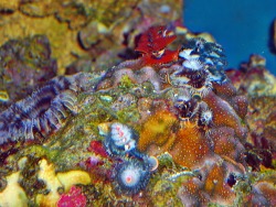 Porites lobata Porites lobata