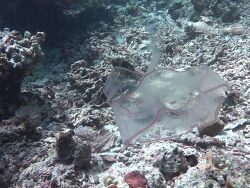 Cestum veneris - Venusgürtel, eingestellt von Mischa63  Cestum veneris - Venusgürtel, eingestellt von Mischa63