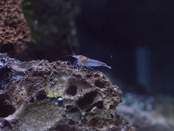 Rote Hawaii - Garnele Rote Hawaii - Garnele