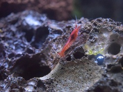 Rote Hawaii - Garnele Rote Hawaii - Garnele