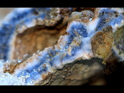 Kalkskelett Blaue Koralle - Heliopora coerulea.2017 (c) Muelly Kalkskelett Blaue Koralle - Heliopora coerulea.2017 (c) Muelly