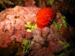 Cribrarula cribraria, eingestellt von flintsch Cribrarula cribraria, eingestellt von flintsch