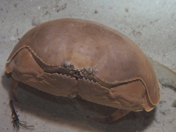 Calappa calappa, Philipinen 2017 Calappa calappa, Philipinen 2017