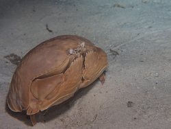 Calappa calappa, Philipinen 2017  Calappa calappa, Philipinen 2017