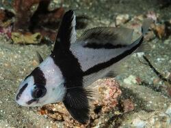 Foto: Destin, Florida, USA, 9. Juli 2012, 5 cm Länge Foto: Destin, Florida, USA, 9. Juli 2012, 5 cm Länge