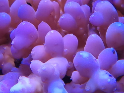 Acropora Maryae Acropora Maryae