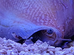 Laevistrombus canarium (c) by Thomas Weitzel Laevistrombus canarium (c) by Thomas Weitzel