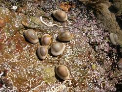 Monetaria annulus 1, Ring Cowrie (Monetaria annulus) in an intertidal pool at Mullaway Headland on the north coast of NSW Australia 2013, WGS84 -29.815938, 153.294041 Monetaria annulus 1, Ring Cowrie (Monetaria annulus) in an intertidal pool at Mullaway Headland on the north coast of NSW Australia 2013, WGS84 -29.815938, 153.294041