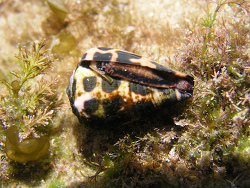 Conus ebraeus 2, Black and White Cone (Conus ebraeus) found under a rock in an intertidal rockpool at One Tree Point (Minnie Waters) on the north coast of NSW Australia 2013, WGS84 -29.815938, 153.294 Conus ebraeus 2, Black and White Cone (Conus ebraeus) found under a rock in an intertidal rockpool at One Tree Point (Minnie Waters) on the north coast of NSW Australia 2013, WGS84 -29.815938, 153.294