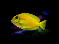Acanthurus olivaceus juv. Acanthurus olivaceus juv.