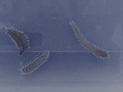 Vermehrung Vermehrung