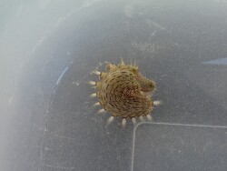 Vermehrung Vermehrung