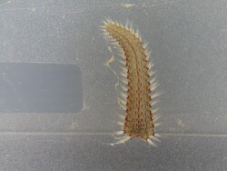 Vermehrung Vermehrung