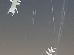 Montipora fressende Schnecke Montipora fressende Schnecke
