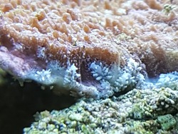 Montipora fressende Schnecke Montipora fressende Schnecke