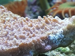 Montipora fressende Schnecke Montipora fressende Schnecke