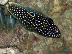 Calloplesiops altivelis - Echter Mirakelbarsch Calloplesiops altivelis - Echter Mirakelbarsch