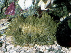 Radianthus malu Radianthus malu