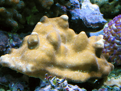 Heliopora coerulea Heliopora coerulea