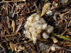 Leere Laichballen Buccinum undatum, Nordsee 2018 (c) Muelly Leere Laichballen Buccinum undatum, Nordsee 2018 (c) Muelly