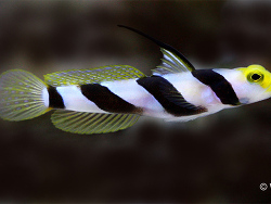 Lanzengrundel-w Lanzengrundel-w