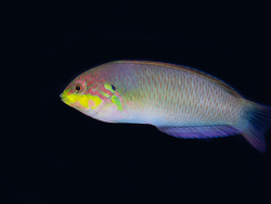 Macropharyngodon moyeri Macropharyngodon moyeri