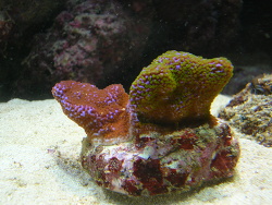 Supenmann? Supenmann?