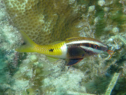 Parupeneus barberinoides Zweifarben-Meerbarbe - Copyright Sybille Hofmann Parupeneus barberinoides Zweifarben-Meerbarbe - Copyright Sybille Hofmann