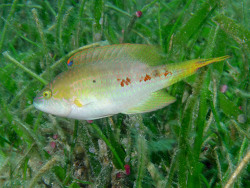 Oxycheilinus bimaculatus - Copyright Sybille Hofmann Oxycheilinus bimaculatus - Copyright Sybille Hofmann