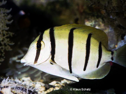 Acanthurus triostegus Acanthurus triostegus