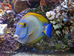 Acanthurus dussumieri   Acanthurus dussumieri