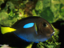 Paracanthurus hepatus Paracanthurus hepatus