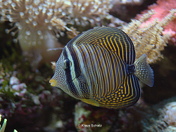 Zebrasoma desjardinii   Zebrasoma desjardinii