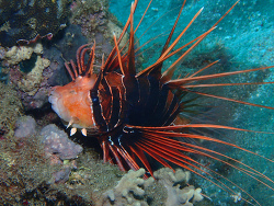 Strahlenfeuerfisch Strahlenfeuerfisch