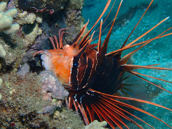 Strahlenfeuerfisch Strahlenfeuerfisch