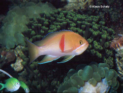 Pseudanthias rubrizonatus Pseudanthias rubrizonatus